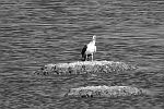 Photographie animalière