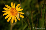 Ref. 8007  Insecte sur une marguerite jaune. Haute-Savoie. Disponible en 30x45 uniquement.