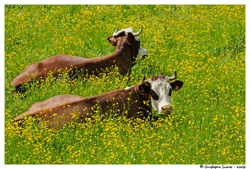 Vaches dans un pr - Haute-Savoie