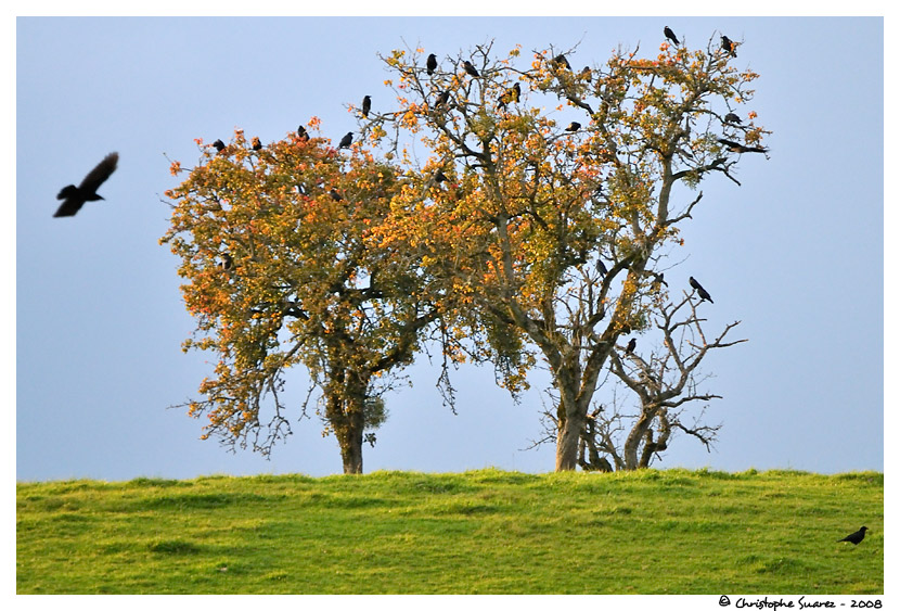 Corbeaux - Haute-Savoie