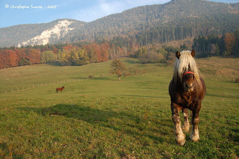 Automne 2007 - Christophe Suarez - Photo 3