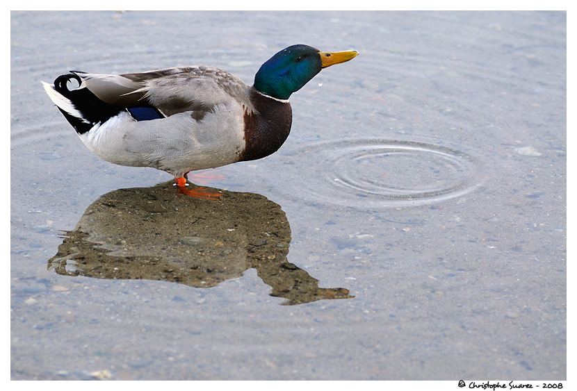 Canard sur les rives du Lac Lman - Nyon - Suisse