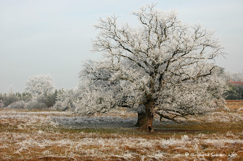 Arbre givr dans les  monts du Lyonnais