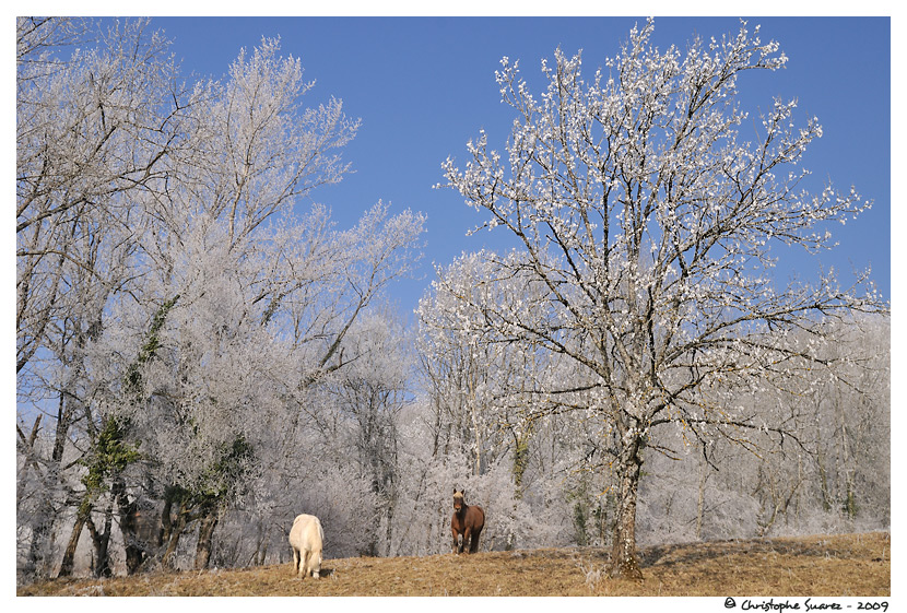 Chevaux et paysage givr - Marignier (Haute Savoie)