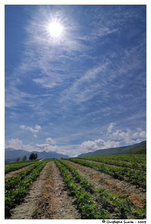 Culture de fraise et cirrus vertebratus - Savoie