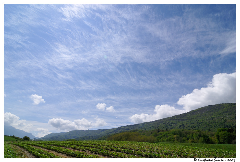 Culture de fraise et cirrus vertebratus - Savoie