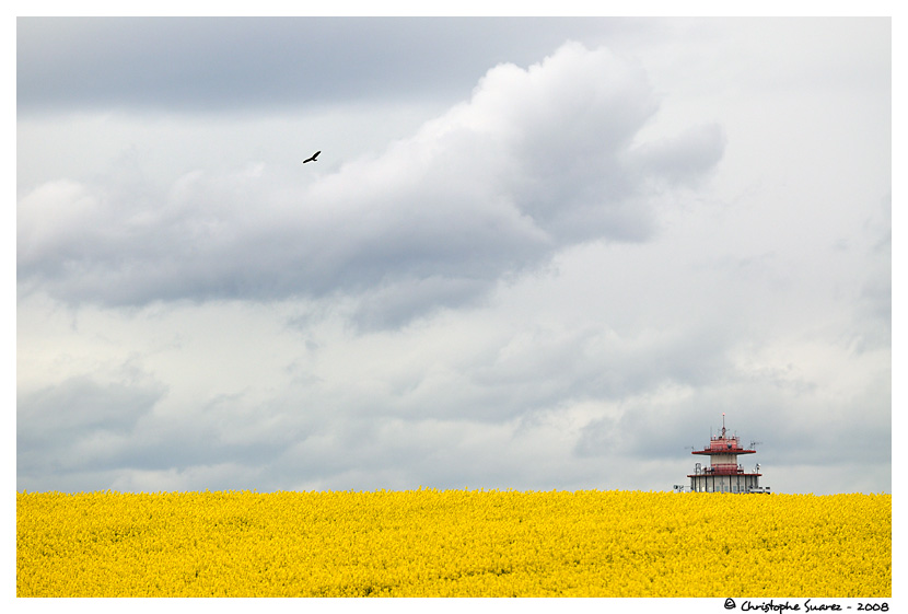 Champ de Colza  - Rhne